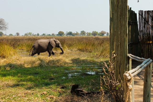 112 Okavango Delta, duba plains camp.jpg